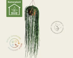 Rhipsalis paradoxa
