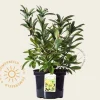 Rhododendron (AK) 'Anneke'