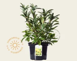 Rhododendron (AK) 'Anneke'