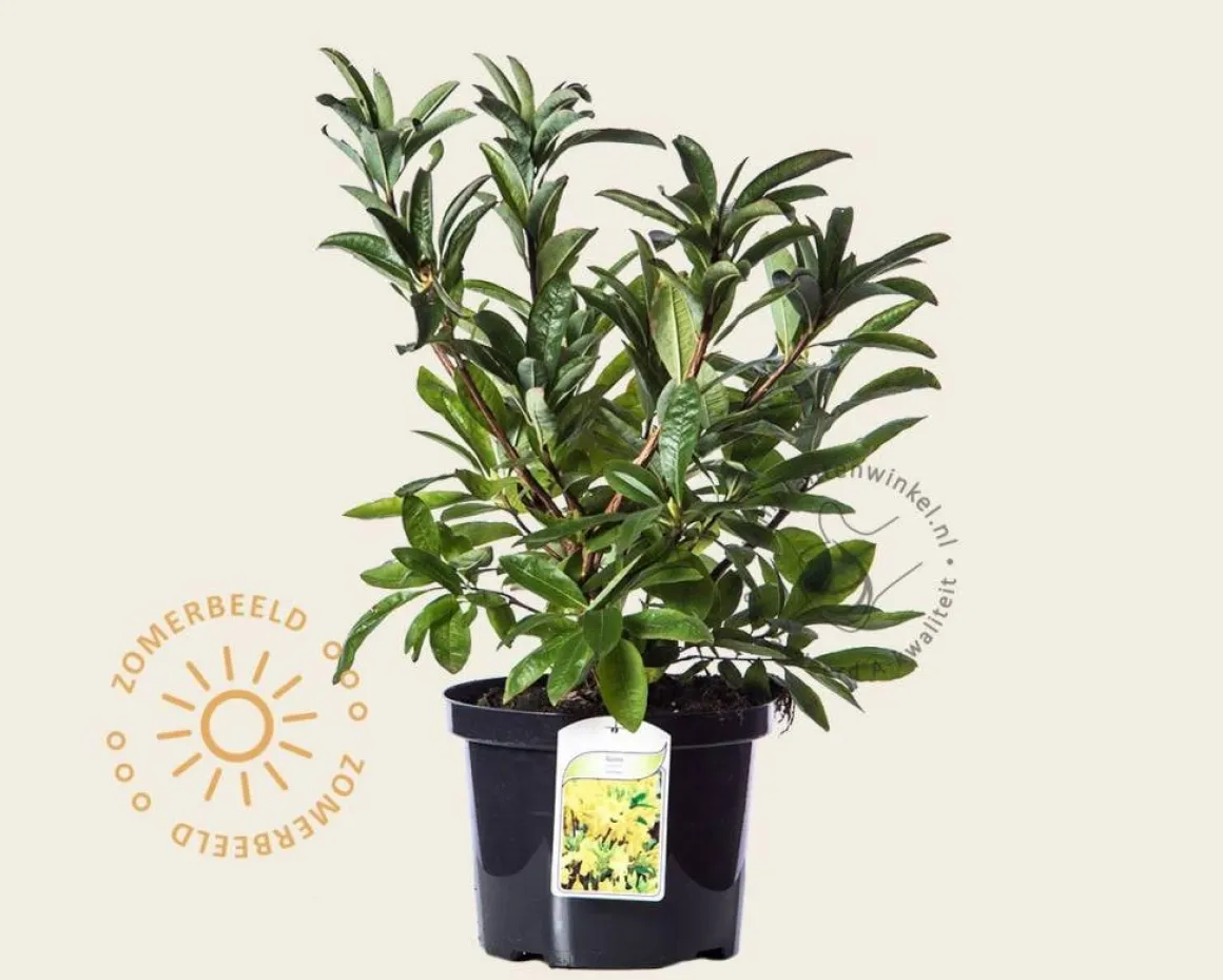 Rhododendron (AK) 'Anneke'