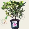 Rhododendron 'Albert Schweitzer'