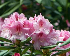 Rhododendron 'Albert Schweitzer'