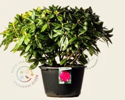 Rhododendron 'American Beauty'