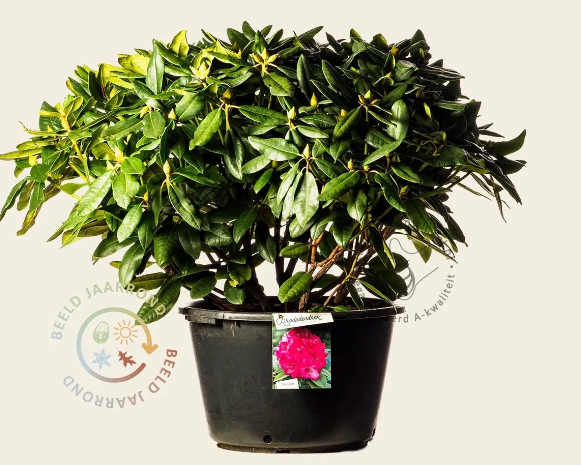 Rhododendron 'American Beauty'