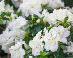 Rhododendron 'Arctic Tern'