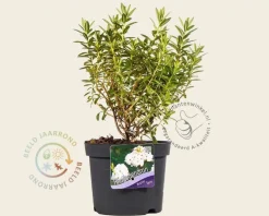Rhododendron 'Arctic Tern'