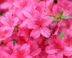 Rhododendron Azalea 'Anne Frank'
