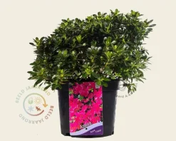 Rhododendron Azalea 'Anne Frank'