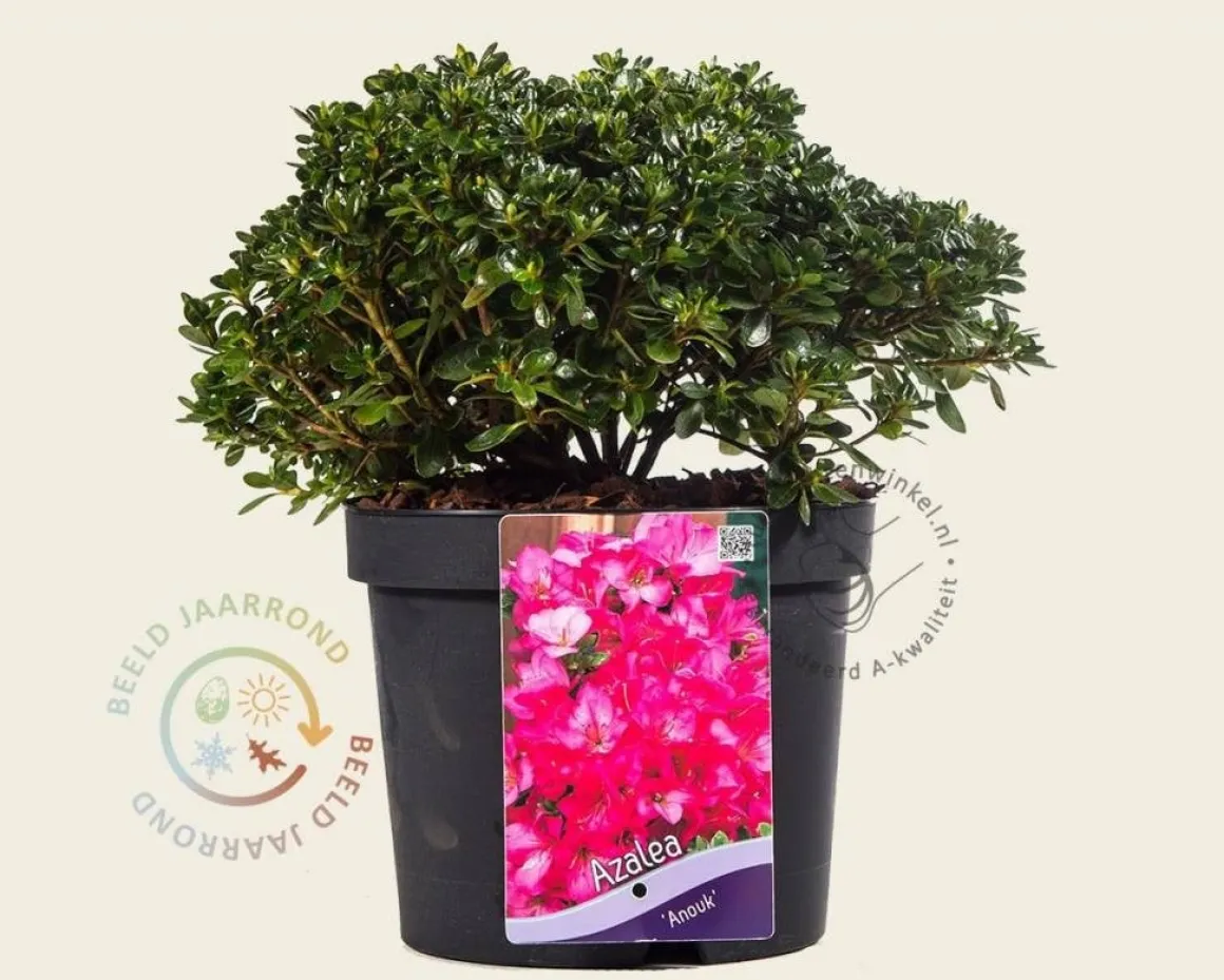 Rhododendron Azalea 'Anouk'