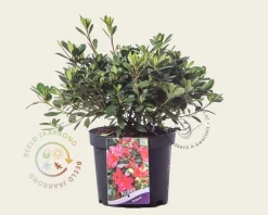 Rhododendron Azalea 'Arabesk'