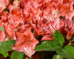 Rhododendron Azalea 'Geisha Orange'