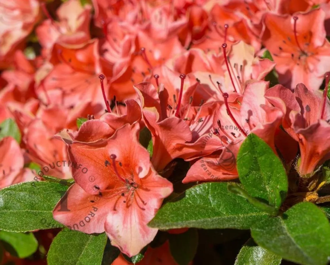 Rhododendron Azalea 'Geisha Orange'