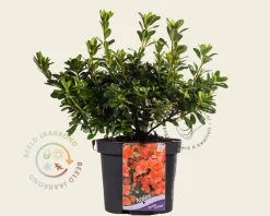 Rhododendron Azalea 'Geisha Orange'