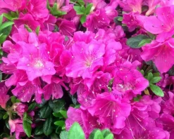 Rhododendron Azalea 'Geisha Purple'
