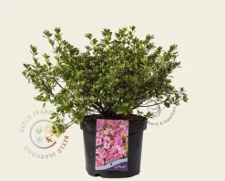 Rhododendron Azalea 'Geisha Purple'
