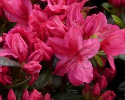 Rhododendron Azalea 'Georg Arends'