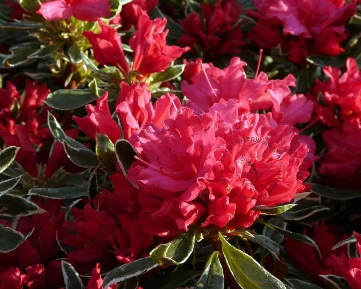 Rhododendron Azalea 'Hotshot Variegata'