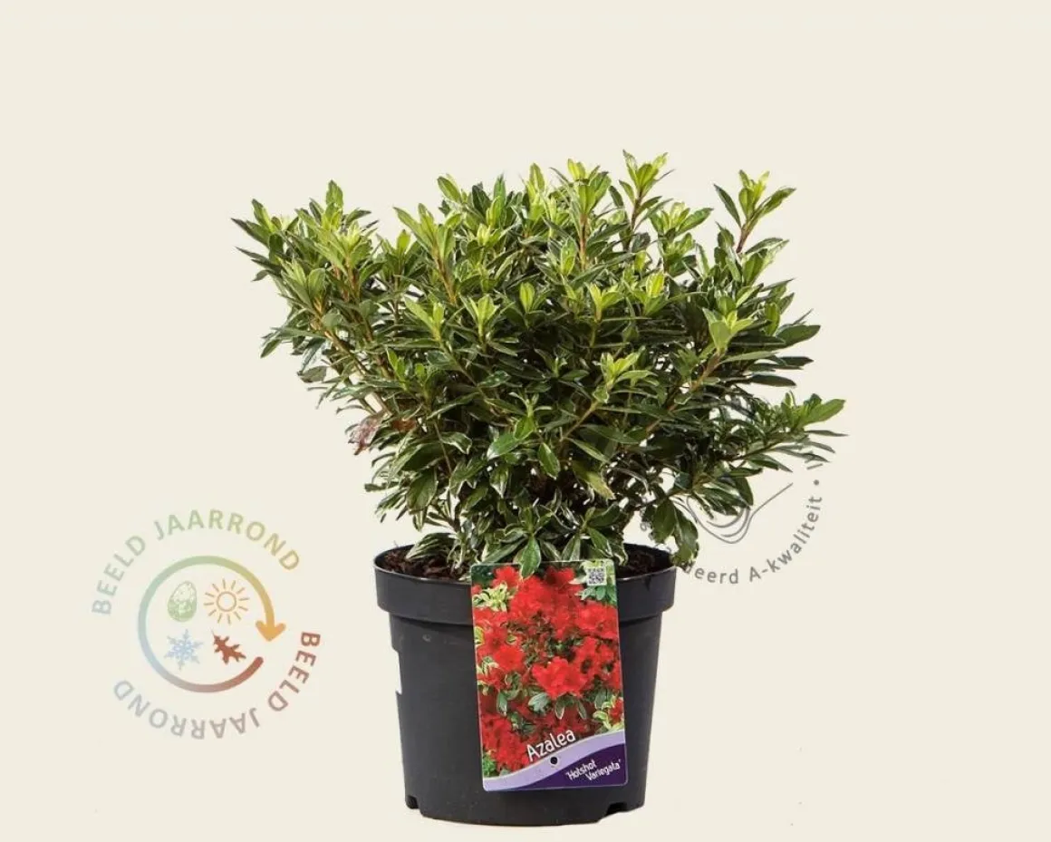 Rhododendron Azalea 'Hotshot Variegata'