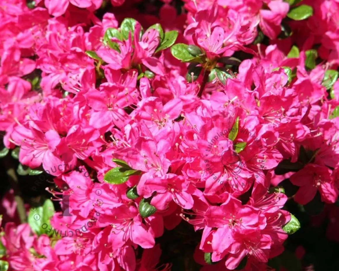 Rhododendron Azalea 'Kermesina'