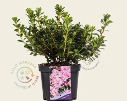 Rhododendron Azalea 'Kermesina Roze - Wit'