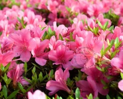 Rhododendron Azalea 'Madame van Hecke'