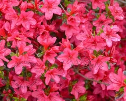 Rhododendron Azalea 'Moederkensdag'