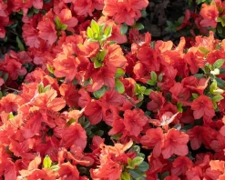 Rhododendron Azalea 'Orange Beauty'