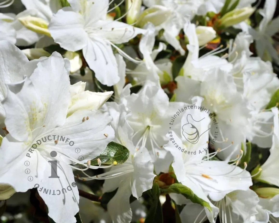 Rhododendron Azalea 'Pleasant White'