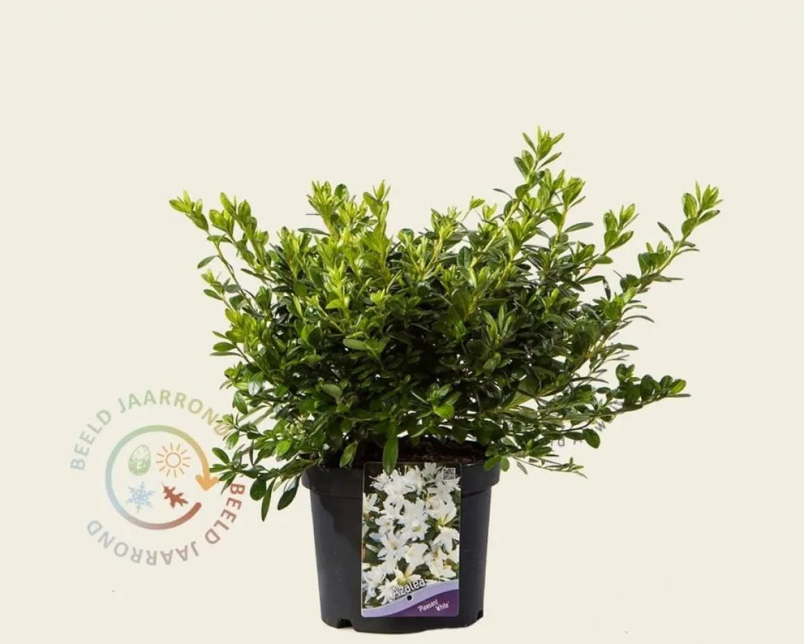 Rhododendron Azalea 'Pleasant White'