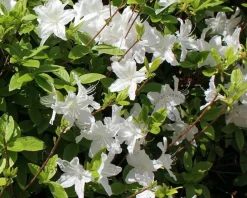 Rhododendron Azalea 'Schneewitchen'