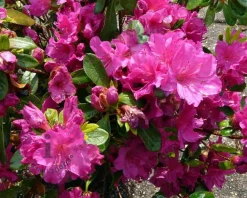Rhododendron Azalea 'Violetta'
