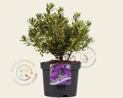 Rhododendron 'Azurika'
