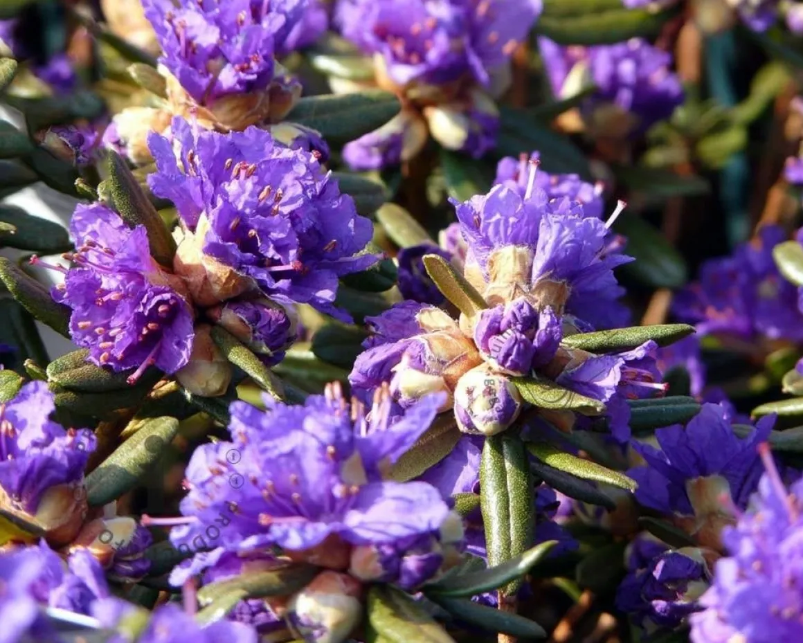 Rhododendron 'Azurika'