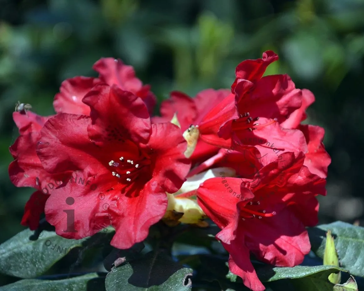 Rhododendron 'Baden-Baden'