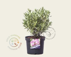 Rhododendron 'Blue Silver'