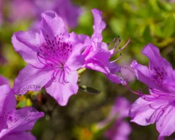 Rhododendron calostrotum keleticum