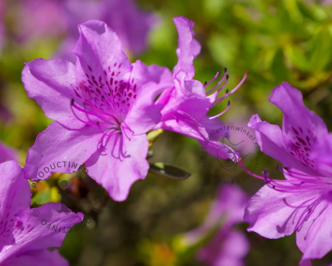 Rhododendron calostrotum keleticum