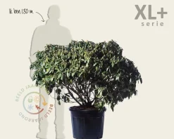 Rhododendron catawbiense 'Grandiflorum'