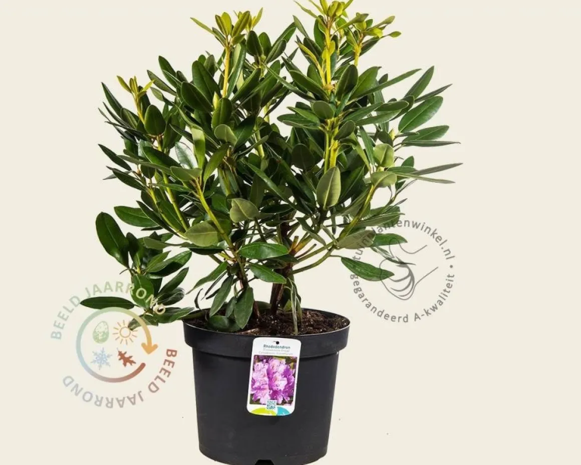 Rhododendron catawbiense 'Grandiflorum'