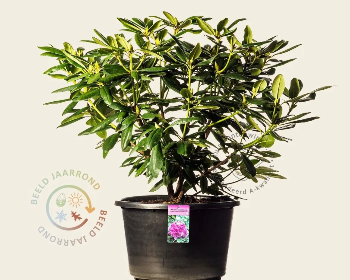 Rhododendron catawbiense 'Grandiflorum'