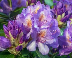 Rhododendron catawbiense 'Grandiflorum'
