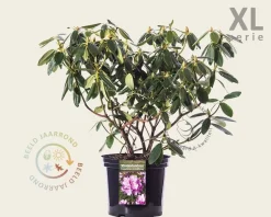 Rhododendron catawbiense 'Grandiflorum'