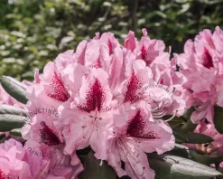 Rhododendron 'Cosmopolitan'