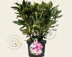 Rhododendron 'Cosmopolitan'