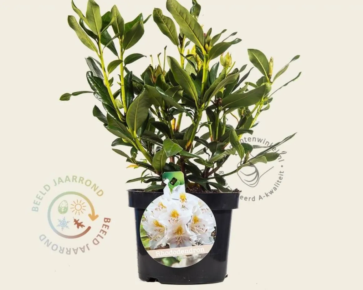 Rhododendron 'Cunningham's White'