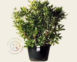 Rhododendron 'Cunningham's White'
