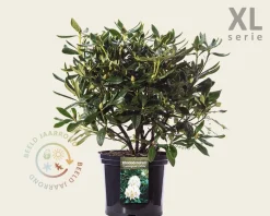 Rhododendron 'Cunningham's White'