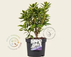 Rhododendron 'Dora Amateis'