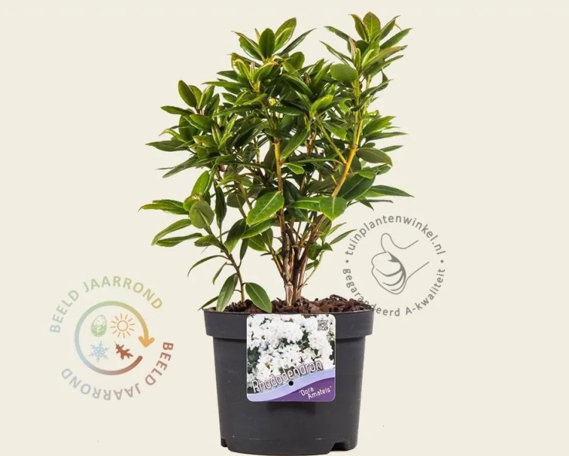 Rhododendron 'Dora Amateis'
