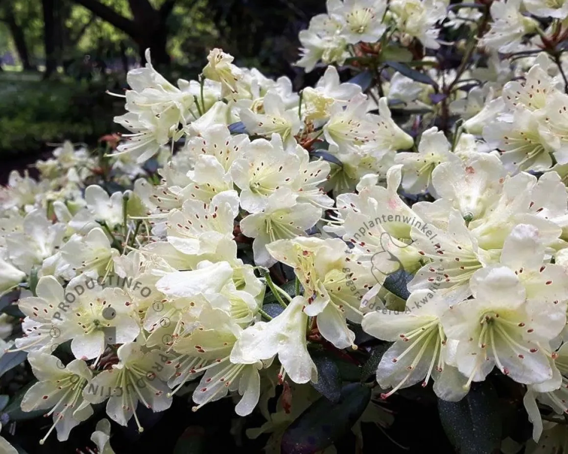 Rhododendron 'Dora Amateis'